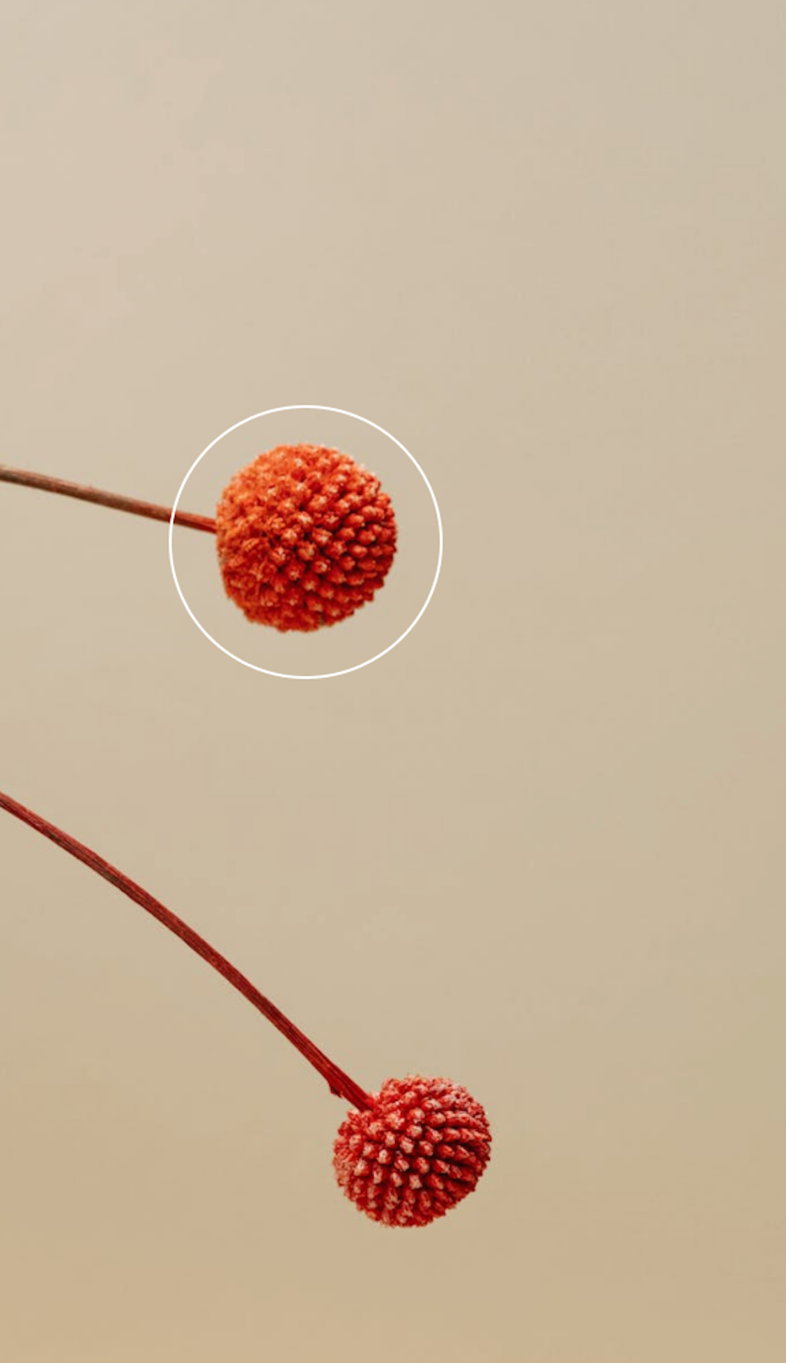 Bendigo Acupuncture and Chinese Herbal Medicine Clinic Bendigo